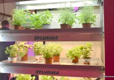 De Sylvania armaturen in een vertical farming opstelling